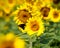 Sunflowers and a butterfly in a field.