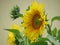 Sunflowers close up