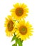 Sunflowers closeup isolated on white background