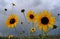 Sunflowers clouds