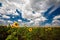 Sunflowers, clouds and blue sky