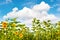 Sunflowers cloudy blue sky. Nature landscape background