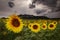 Sunflowers in a cloudy and stormy day in Alava