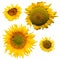 Sunflowers collection