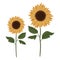 Sunflowers. Collection of botanical elements for design