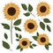 Sunflowers. Collection of botanical elements for design.