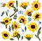 Sunflowers collection wild meadow flowers and insect. Bright yellow sunflowers. Botanical illustration is suitable for