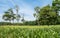 Sunflowers in Cornfield