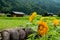 Sunflowers and cottage in rice field