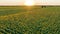 sunflowers. drone video field of sunflowers at sunset sun glare. agriculture farming business concept. field yellow