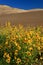 Sunflowers and Dunes vertical