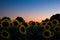 sunflowers at dusk under a clear sky