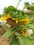 sunflowers facing downward in the garden