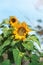 Sunflowers Facing The Sun At Morning After Sunrise. Fields of Sunflower in Floriculture.