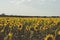 Sunflowers farm in bloom