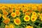 Sunflowers on the farm field close-up, sunny morning, harvest time. Commercial for packaging and advertising. Copy space