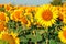 Sunflowers on the farm field close-up, sunny morning, harvest time. Commercial for packaging and advertising. Copy space