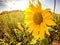 Sunflowers on a farm field in a country