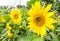 Sunflowers in farm at Suan phueng