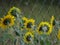 Sunflowers fence in the Altai