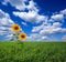 Sunflowers in field