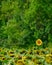 Sunflowers on the field