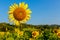 Sunflowers in the field