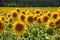 Sunflowers in the field