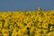 Sunflowers field