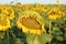 Sunflowers field against the blue sky in the south of Ukraine in the summer