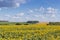 Sunflowers field against the cloudy sky and other farmlands