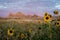 Sunflowers in Field with Badlands Formations