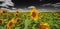 Sunflowers field and a black and white sky