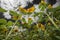 Sunflowers field and a black and white sky