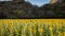 Sunflowers field of blooming from areial view with background of sunset