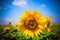 Sunflowers Field. Bright Blue Sky