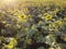 Sunflowers on the field, bright sunlight shines on the leaves and flowers of the sunflower field
