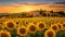 Sunflowers Field And Castle At Sunset In Tuscany