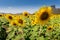 The sunflowers field with clearly blue sky. the concept of summer, relaxation, nature and outdoors.