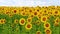 Sunflowers field. Crop of crops ripening in field. Sunflower swaying in the wind. Against background of clouds. Real