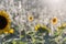 sunflowers in a field with diffused light
