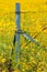 Sunflowers in a Field with Flowers Surrounding the Fence Post