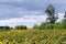 Sunflowers field among the forest patches against the cloudy sky