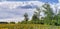 Sunflowers field among the forest patches against the cloudy sky