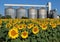 Sunflowers field in front of a grain drying system silos on a hot summer day