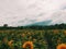 Sunflowers field in ladang bunga matahari. Batu malang.