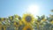 Sunflowers in the field with light blue sky