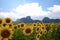 Sunflowers in the field with mountain