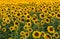 Sunflowers field near Arles in Provence,