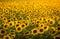 Sunflowers field near Arles in Provence